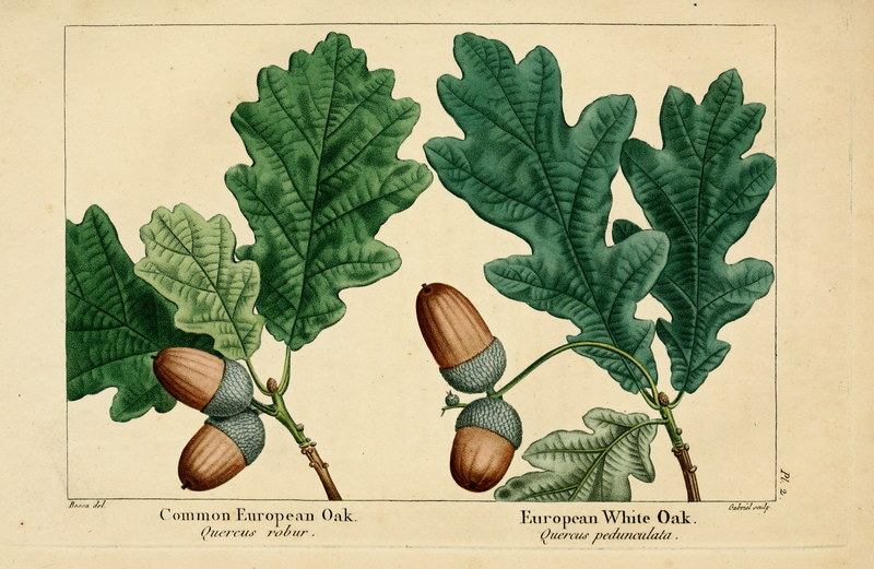 File:NAS-002 Quercus robur.png