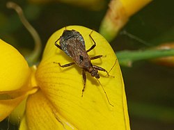 Nabidae - Himacerus (Aptus) mirmicoides-1.JPG