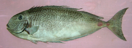 Naso reticulatus