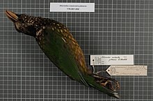 Центр биоразнообразия Naturalis - RMNH.AVES.143235 1 - Ailuroedus crassirostris jobiensis Rothschild, 1895 - Ptilonorhynchidae - образец кожи птицы.jpeg