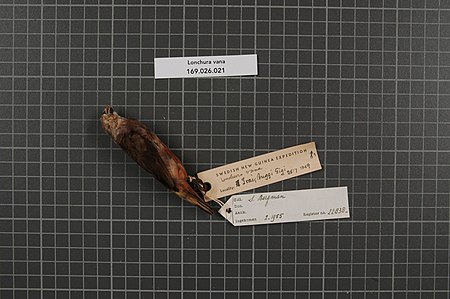 Naturalis Biodiversity Center - RMNH.AVES.22838 1 - Lonchura vana (Hartert, 1930) - Estrildidae - bird skin specimen.jpeg