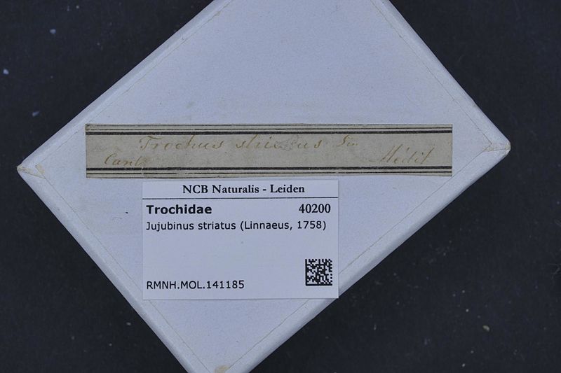 File:Naturalis Biodiversity Center - RMNH.MOL.141185 1 - Jujubinus striatus (Linnaeus, 1758) - Trochidae - Mollusc shell.jpeg
