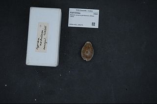 <i>Zonaria zonaria</i> Species of gastropod