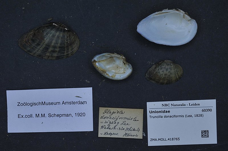 File:Naturalis Biodiversity Center - ZMA.MOLL.418765 - Truncilla donaciformis (Lea, 1828) - Unionidae - Mollusc shell.jpeg