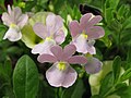 Nemesia fruticans cultivar 'Opal Innocence'