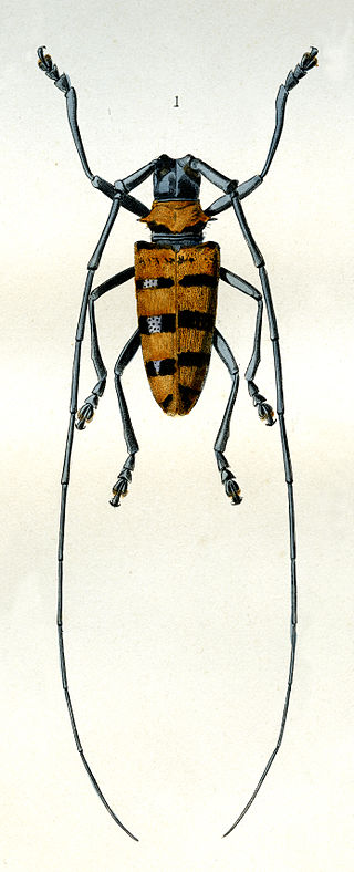 <i>Nemophas</i> Genus of beetles