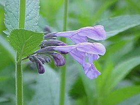 Nepeta sibirica