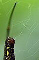 * Nomination Nephila pilipes from anaimalai hills_closeup of spinneret --PJeganathan 09:43, 4 July 2017 (UTC) * Decline What's the blurred slender object that takes up 2/3 height of the photo? PumpkinSky 10:37, 4 July 2017 (UTC) @ PumpkinSky One of the legs of that spider--PJeganathan 16:43, 4 July 2017 (UTC) Oppose Sorry but I can't see the required details for this to be a QI. Feel free to ask for a Consensual Review if you disagree.--Peulle 22:22, 5 July 2017 (UTC)