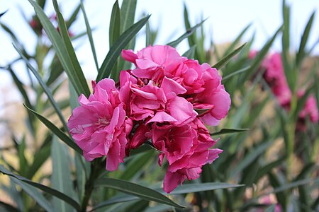 Pink Flower in Montazah Garden in Alexandria, Egypt.