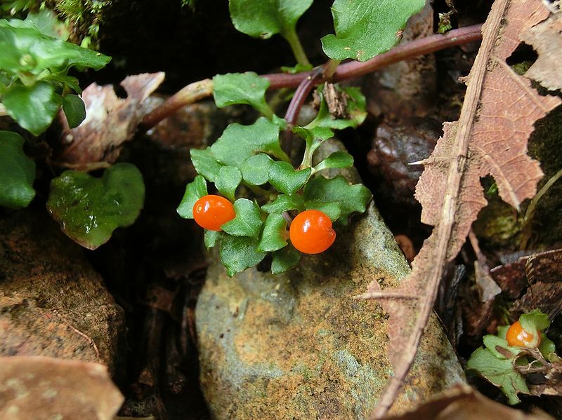 File:Nertera granadensis Costa Rica.jpg