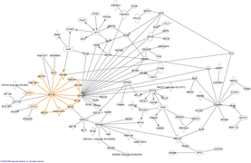 September 16: relations of genes and the DISC1 protein