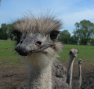 Ostriches from a German ostrich farm look curiously at the photographer, only one is bored and yawns
