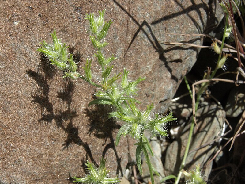 File:Nevada forget me not, Cryptantha nevadensis (16213512010).jpg