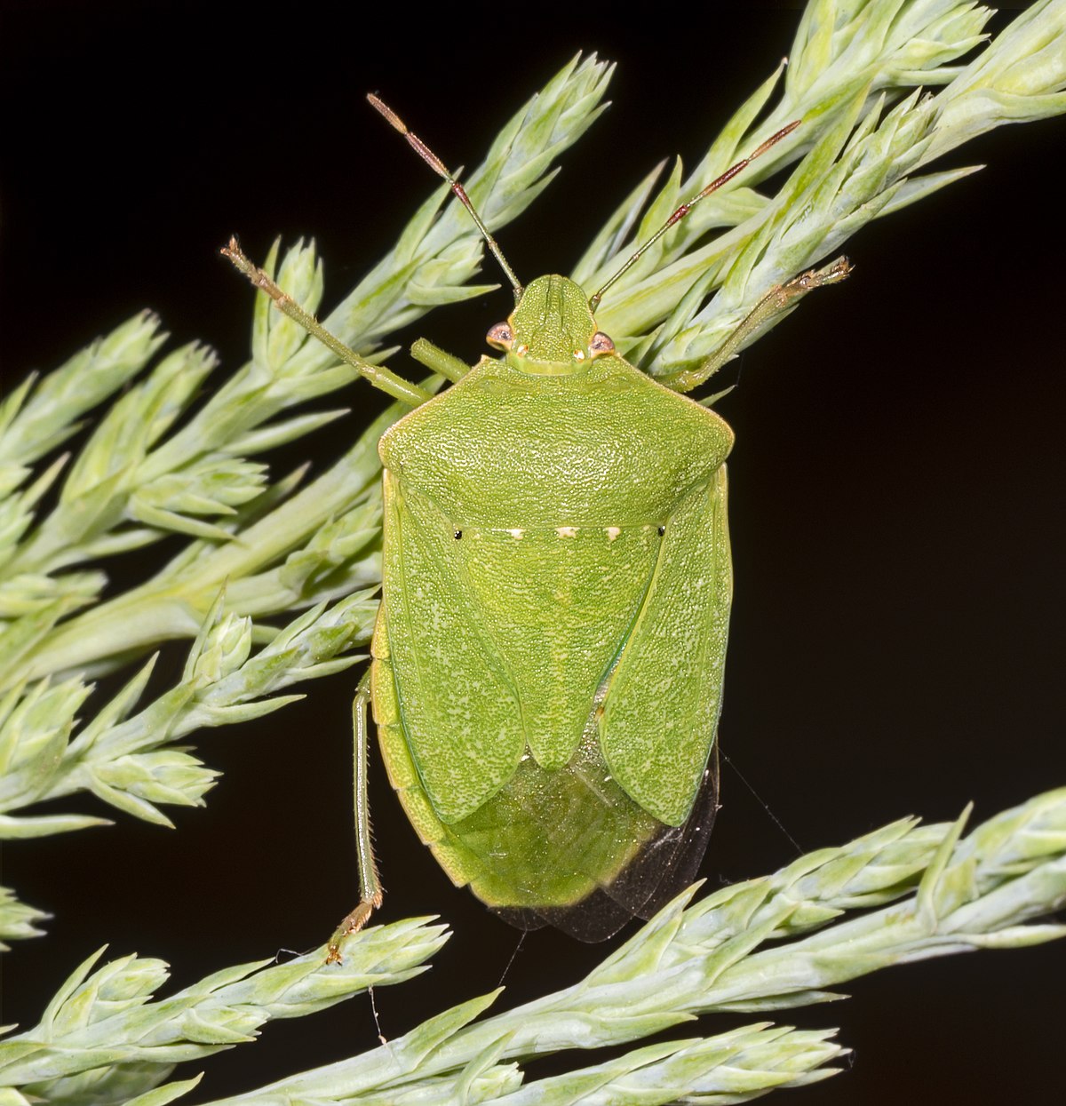 Green shield bug - Wikipedia