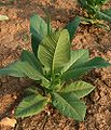 Tabaco (Nicotiana tabacum). "Tabaco" vem do termo homônimo taino que designa o tubo em forma de "y" que os índios usavam para assoprar o tabaco moído nas narinas uns dos outros[15].