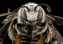 Nomia Universitatis, M, face, Южная Дакота, округ Джексон 2012-11-28-14.43.41 ZS PMax (8234985242) .jpg