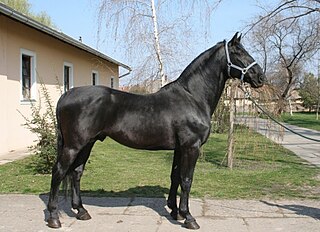 <span class="mw-page-title-main">Nonius horse</span> Breed of horse