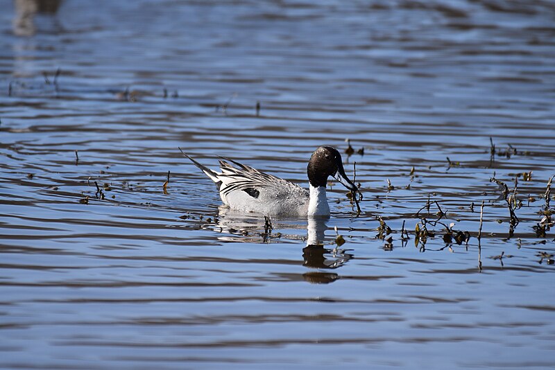 File:Northern pintail huntley meadows 2.23.20 DSC 0554.jpg