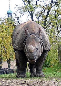 Nosorozec indyjski Gyan1.jpg