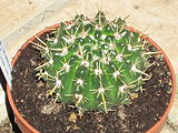 Notocactus submammullosus 4.JPG