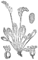 Dolgolistna rosika. (Drósera longifólia.) [sic!] Illustration #69 in: Martin Cilenšek: Naše škodljive rastline, Celovec (1892)
