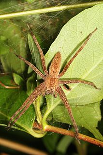 <i>Pisaurina</i> Genus of spiders