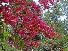 Nyctaginaceae - Bougainvillea buttiana-001.JPG