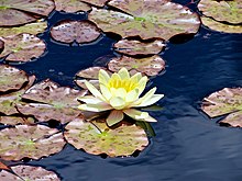 Nymphaea - candida (kleine Seerose) (9067275295) .jpg