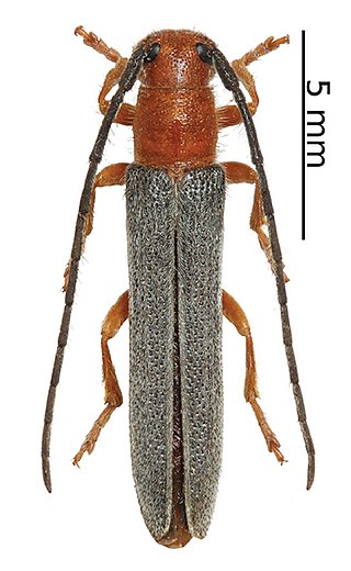<i>Oberea ruficeps</i> Species of beetle