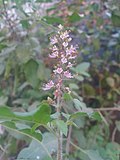 Miniatuur voor Bestand:Ocimum tenuiflorum (Tulsi) Flower.jpeg