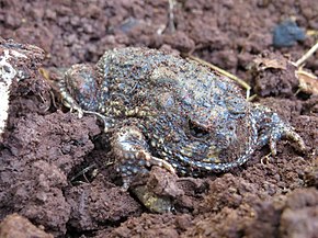 Beschrijving van de Odontophrynus carvalhoi.JPG-afbeelding.