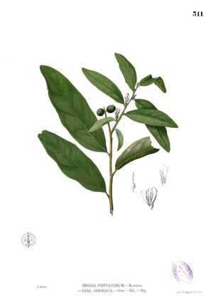 Olax imbricata Blanco2.311.png