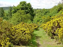 Old drove track at Cotkerse by Blairlogie Old Drovers Path at Cotkerse.jpg