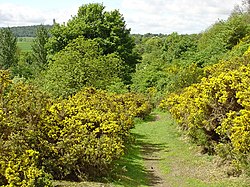 A section of drover's road at Cotkerse near Blairlogie, Scotland Old Drovers Path at Cotkerse.jpg