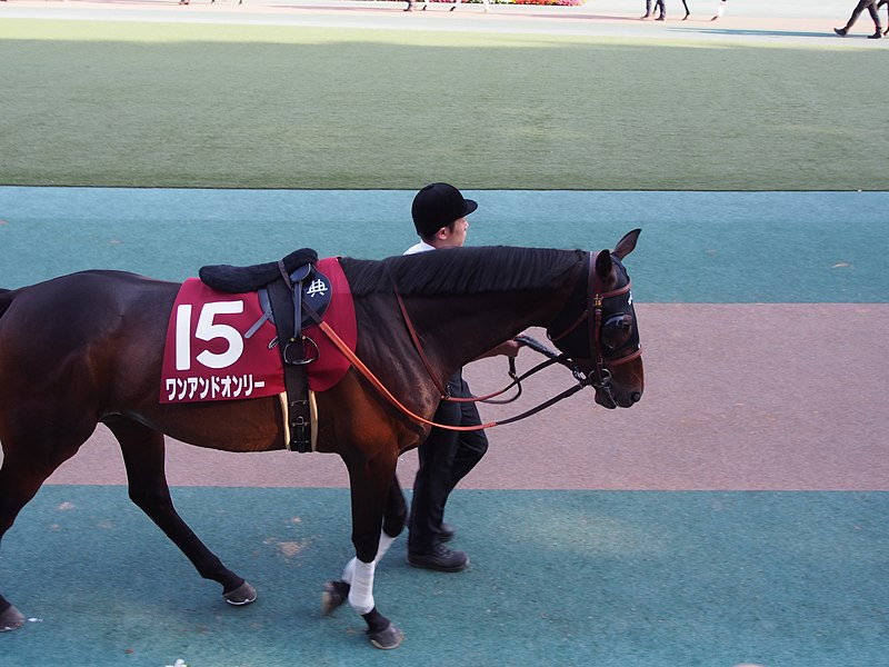 File:One and Only - Meguro Kinen - Tokyo Yushin Japanese Derby Day 2017 (34567558470).jpg