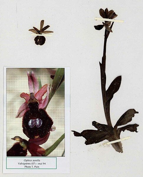 File:Ophrys aurelia - MNHN excicata.jpg