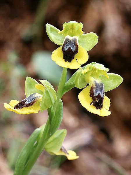 File:Ophrys lutea Mallorca 2008 35.jpg