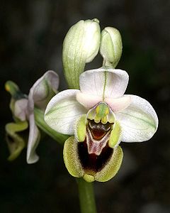 Ophrys tenthredinifera (Sawfly Orchid)
