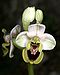 Ophrys tenthredinifera Mallorca 01.jpg