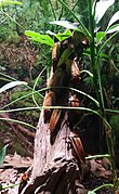 Orange-headed cockroach (Eublaberus posticus).jpg