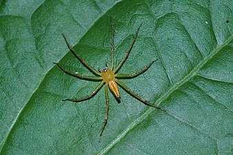 Oxyopes sunandae