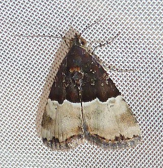 <i>Ozarba hemiochra</i> Species of moth