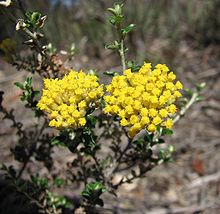 Ozothamnus obcordatus.jpg