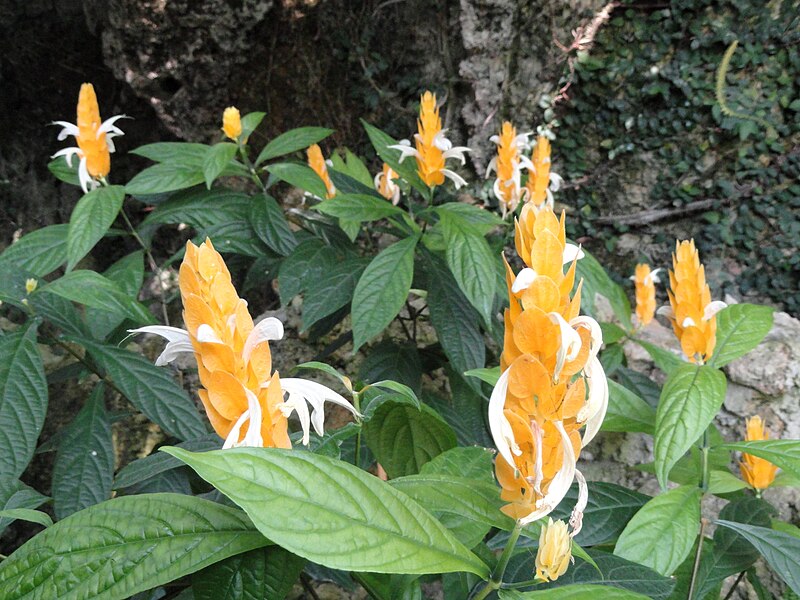 File:Pachystachys lutea - Botanischer Garten München-Nymphenburg - DSC08077.JPG