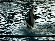 Archivo:Pacific_white-sided_dolphin.jpg