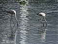 * Nomination Pair of Greater flamingo (Phoenicopterus roseus) immatures bottom-feeding in Pallikaranai Marsh, --Tagooty 02:34, 24 April 2022 (UTC) * Promotion  Support Good quality -- Johann Jaritz 02:52, 24 April 2022 (UTC)