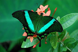 Papilio Palinuris