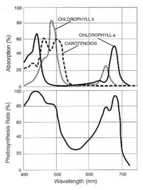 Top: Absorption spectra for chlorophyll-A, chlorophyll-B, and carotenoids extracted in a solution. Bottom: PAR action spectrum (oxygen evolution per incident photon) of an isolated chloroplast. Par action spectrum.gif