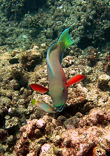 Parrot Fish Parrot fish herbivory.jpg