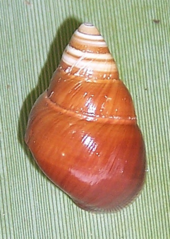 A shell of Partulina variabilis Partulina variabilis 2.png